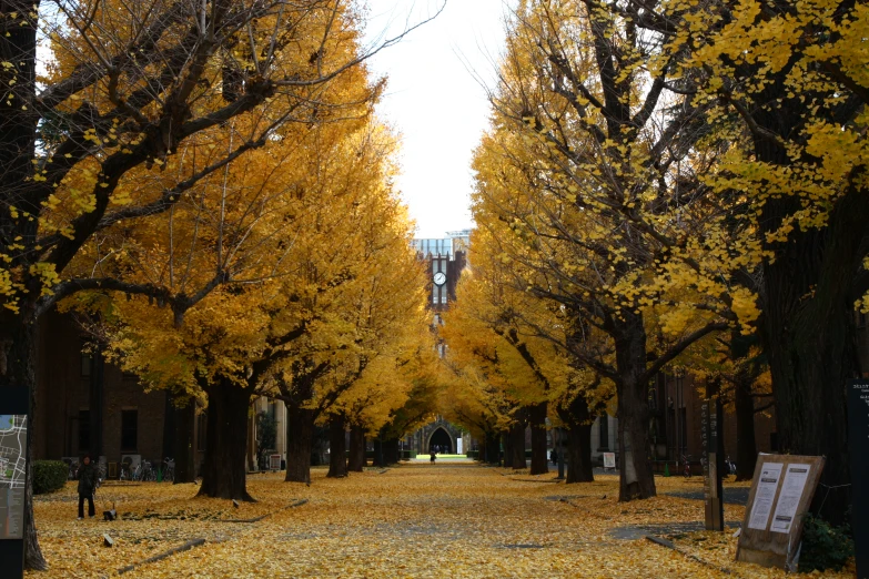 trees with yellow leaves line the pavement and a walkway