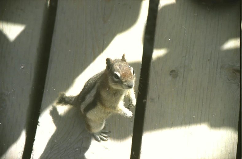 a small gray and white squirrel on wooden boards