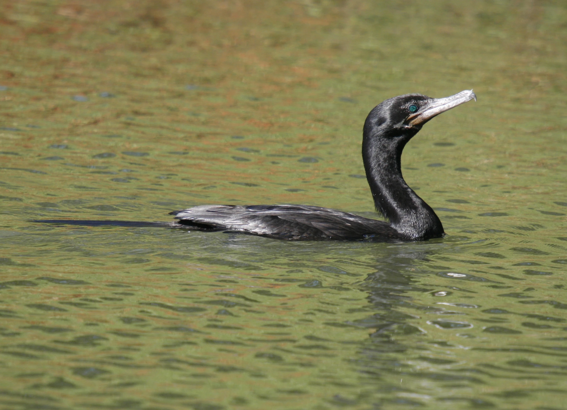a duck floating in the water with a long beak