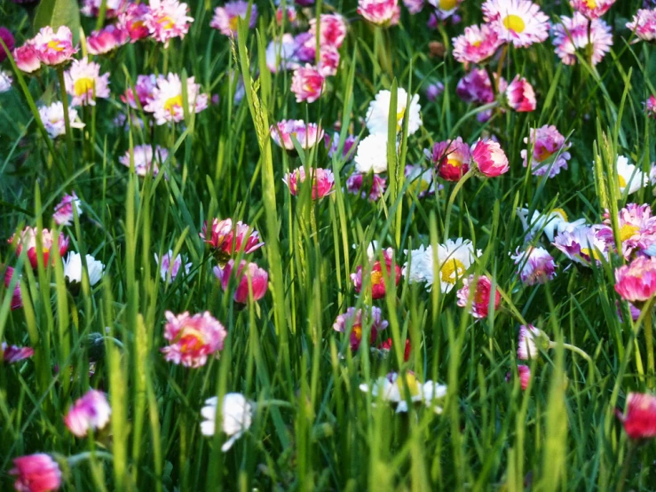 a field full of flowers next to the grass