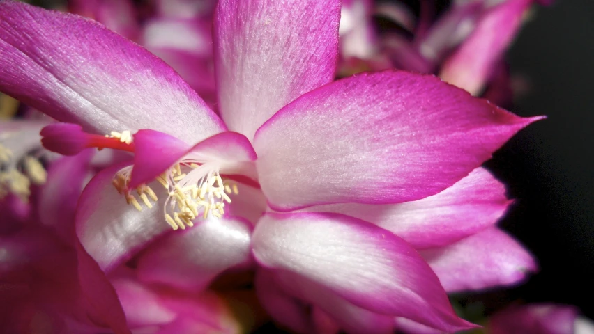 purple flower sitting in the middle of the room