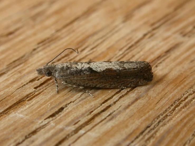 an insect is sitting on top of wood