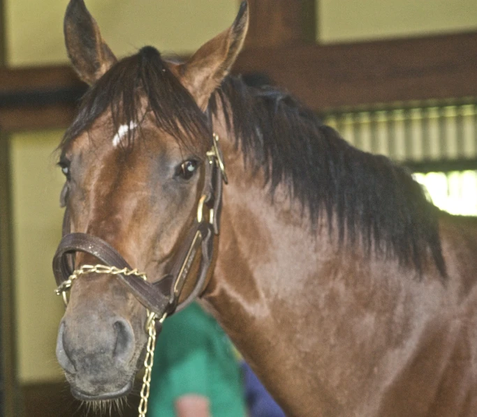 a horse standing in an enclosure with a gold bit