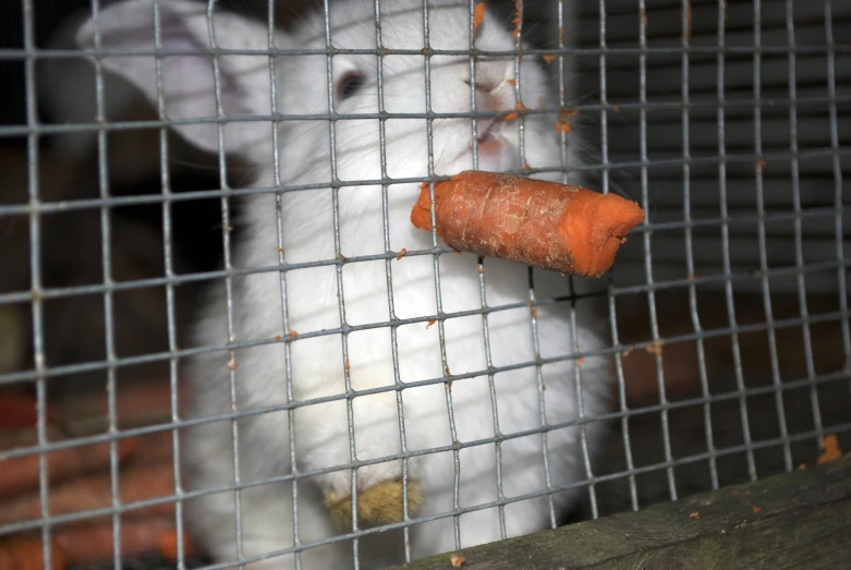a white bunny has a carrot stuck in his ear