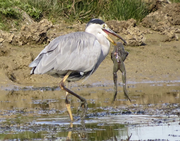 a large bird with its beak open standing on wet shore