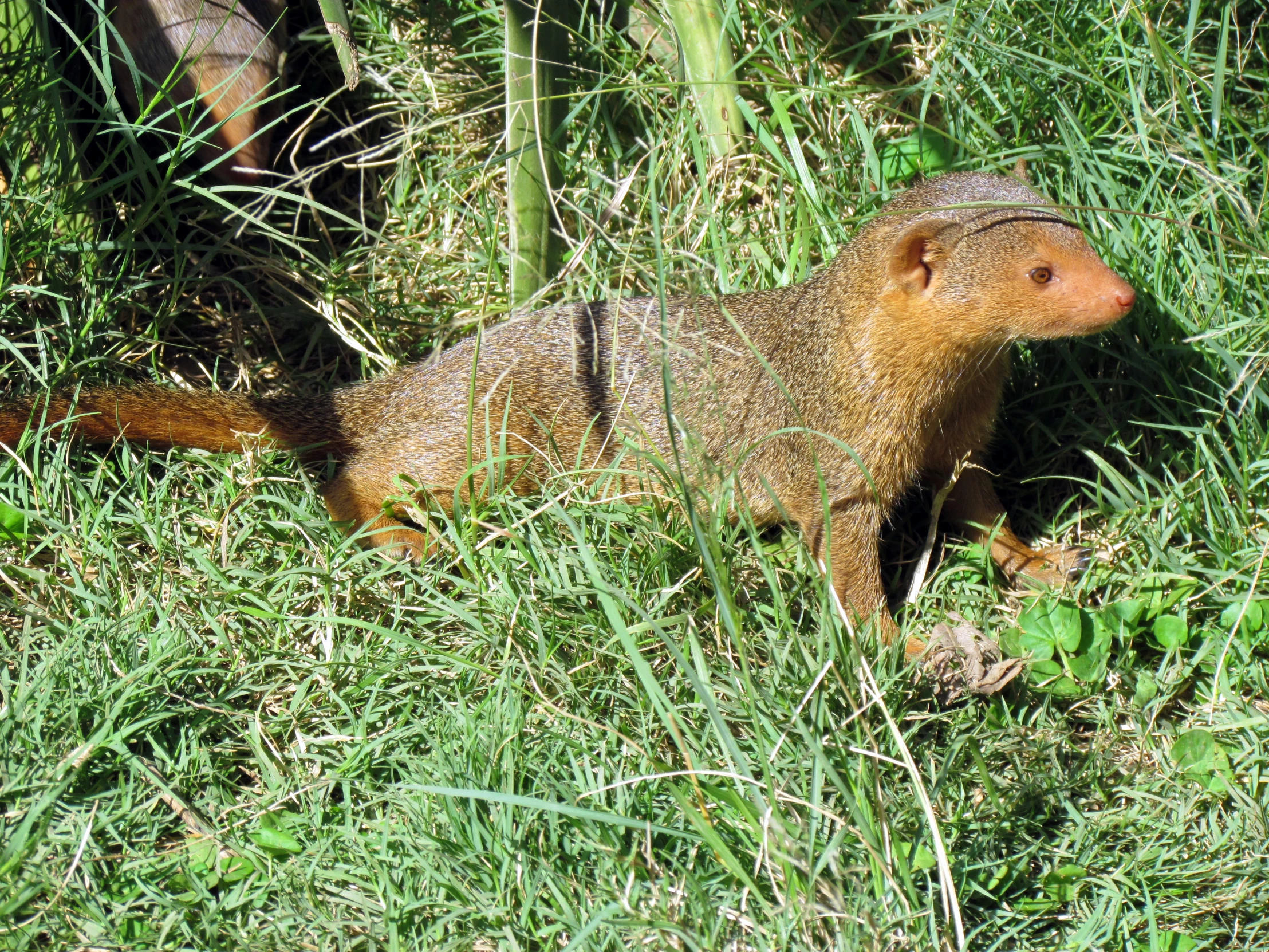 a brown animal standing in the grass