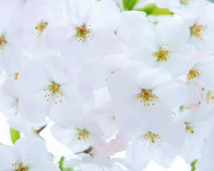 some flowers that are in bloom near one another