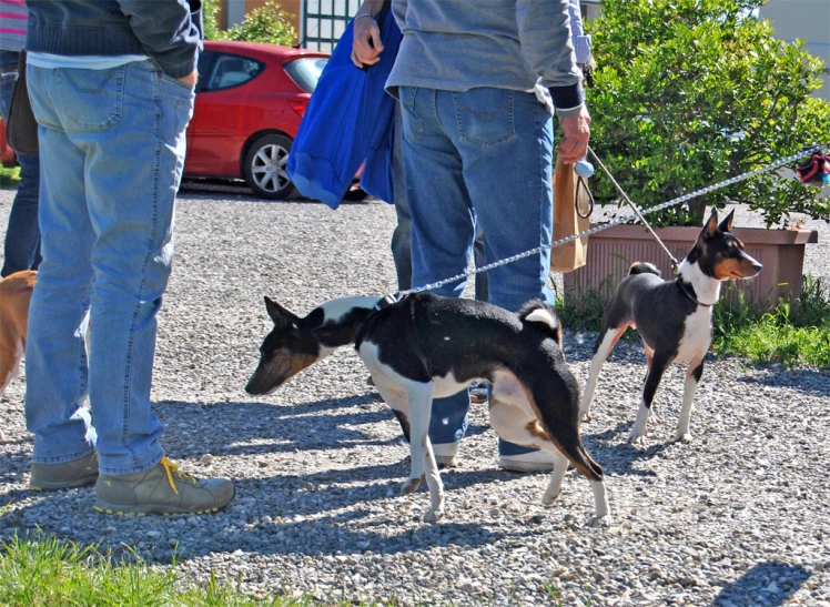 two dogs are being walked along the road by two people