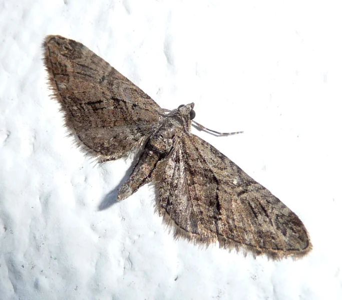 a moth that is sitting on a snowy surface