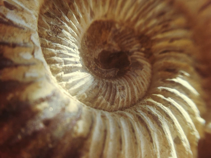 a close - up picture of a spiral in a wood