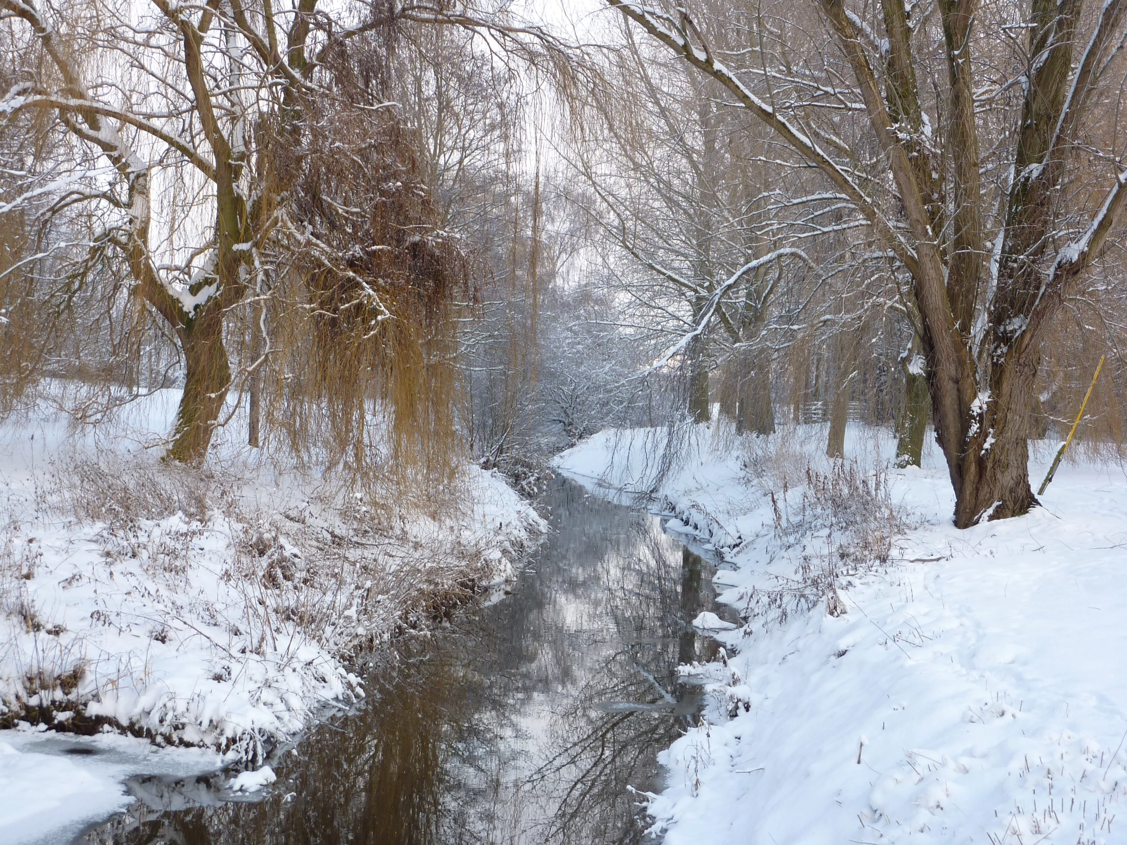 the view down a snowy stream, with a few trees in the distance