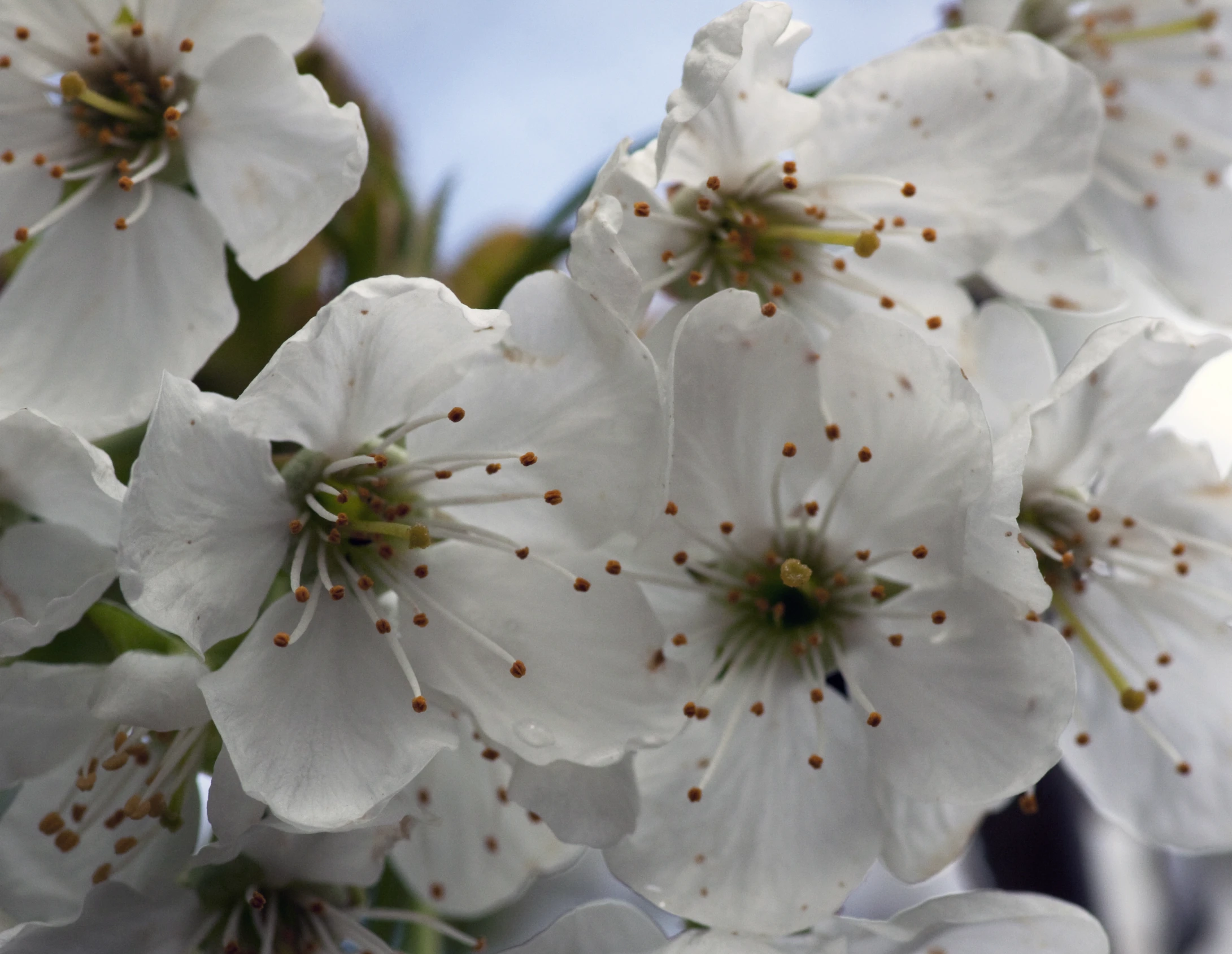 white flowers in bloom on the stems and stem