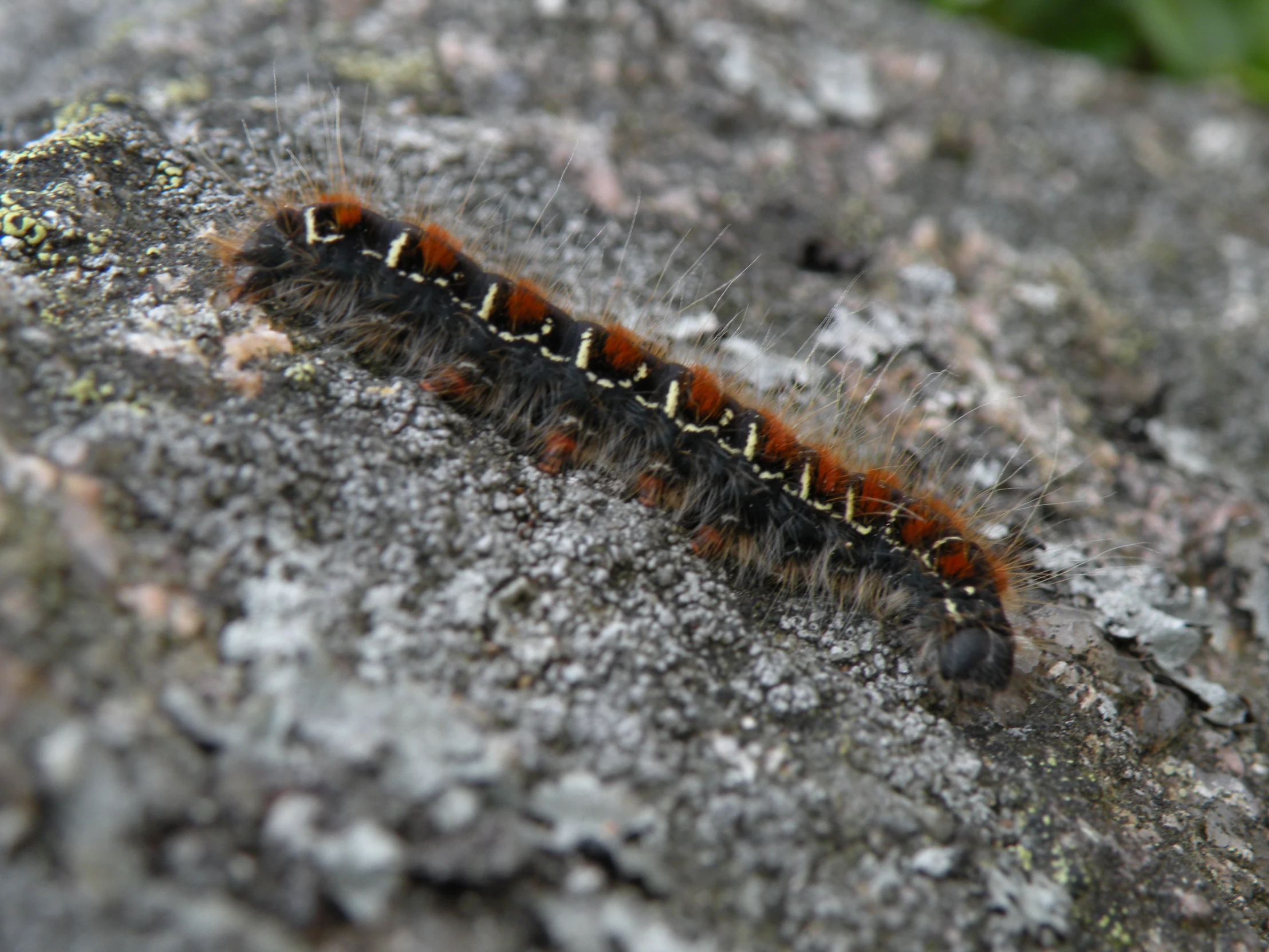 a black and red caterpillar sitting on a rock