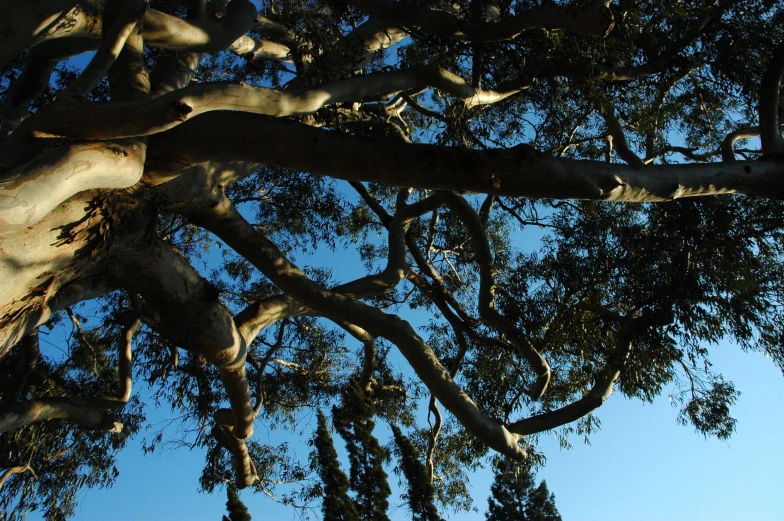 the bark of an old tree against a blue sky