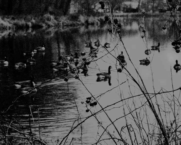 a bunch of ducks on the water at the park