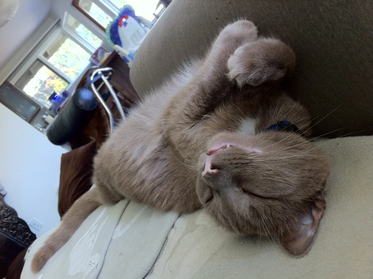 an adult cat stretched out on a pillow