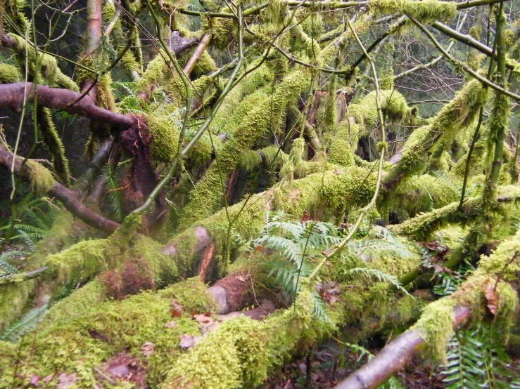 some mossy trees and grass on a forest floor