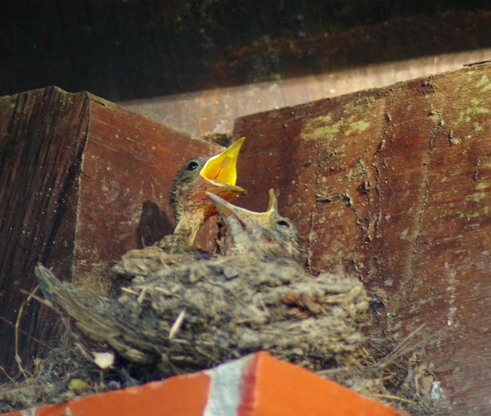 a little bird sitting on a pile of wood