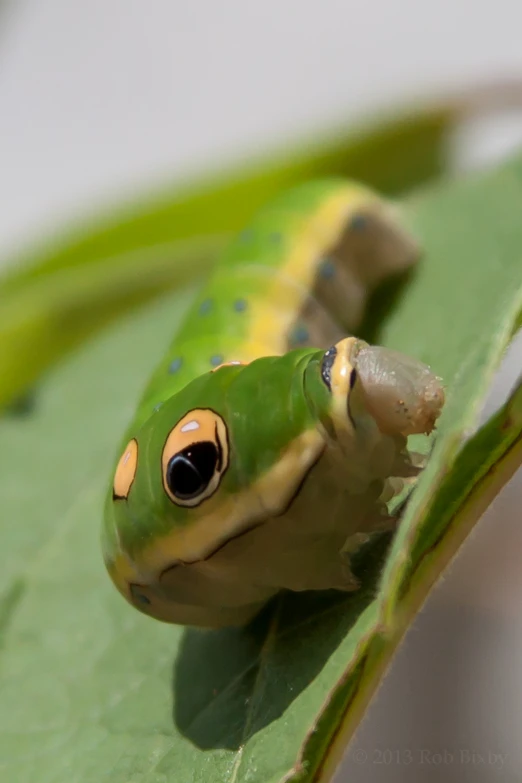 a green frog sits on a leaf while its eyes are wide open