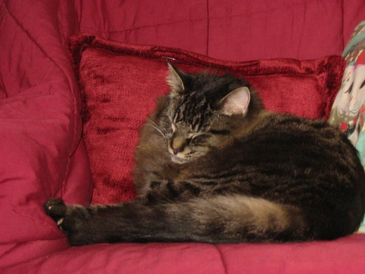 a cat sleeping on a red chair