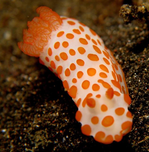 a close up of a coral on sand with dots