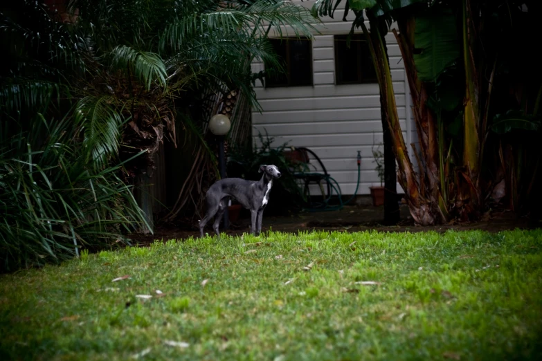 a dog in the backyard stands on grass