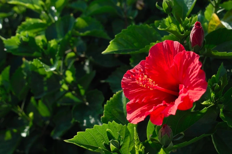 a close up of a bright red flower on a bush