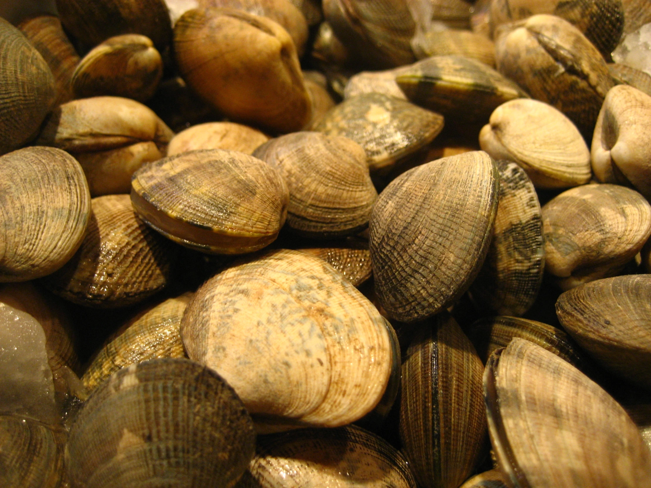 several seashells grouped together on a table