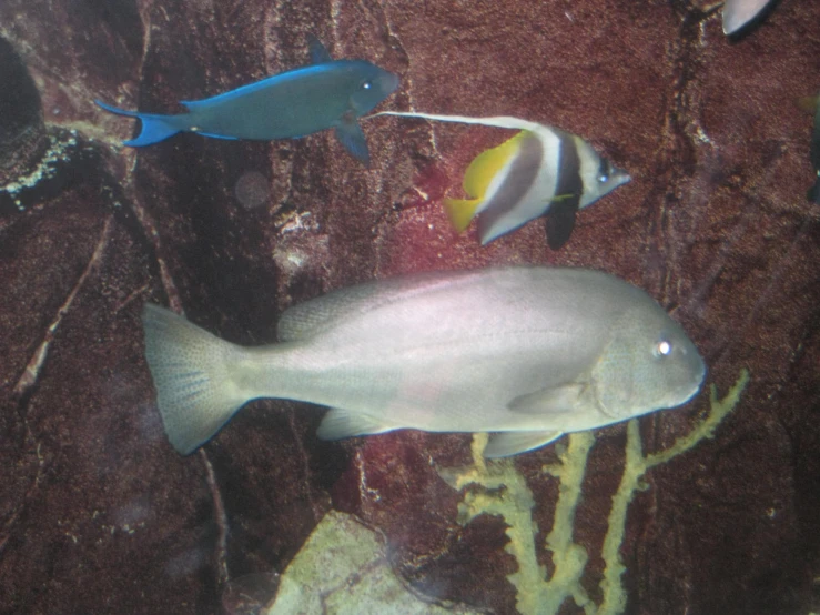 an aquarium filled with fish and seaweed