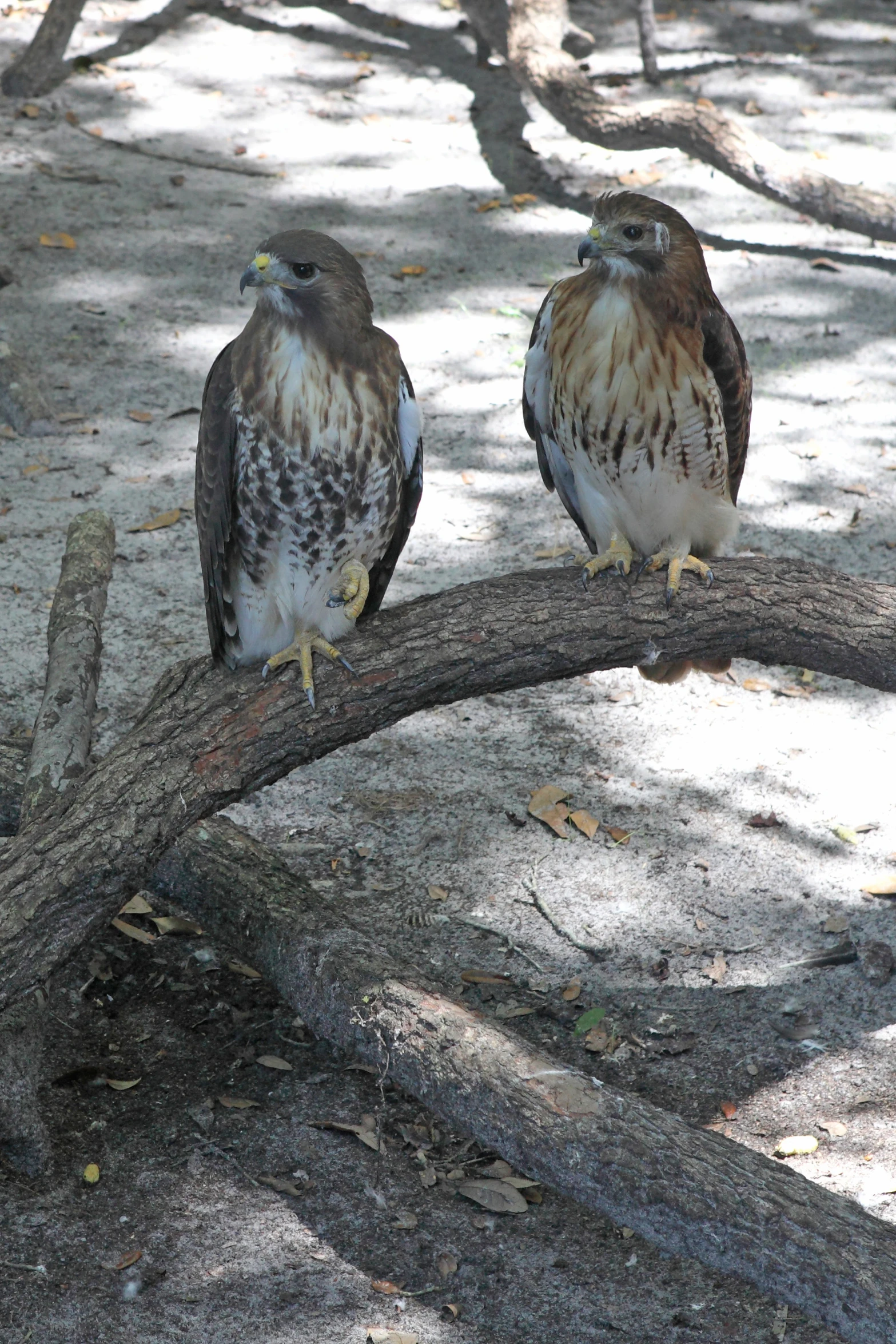 two birds perched on the side of a fallen tree