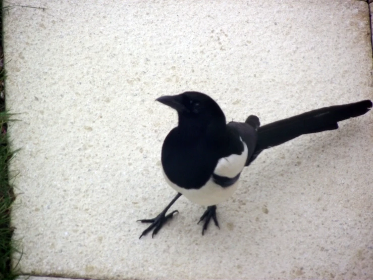 black and white bird looking down from a cement walkway