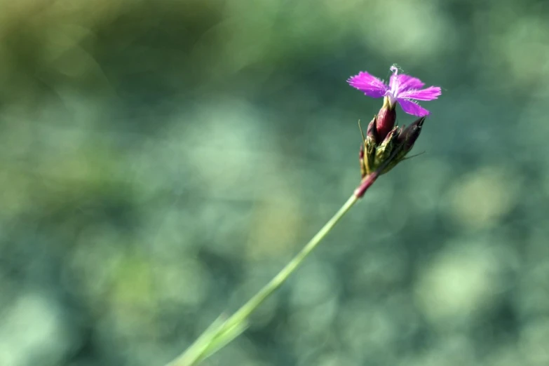 the flower is in bloom, and a single purple stem has long thin petals