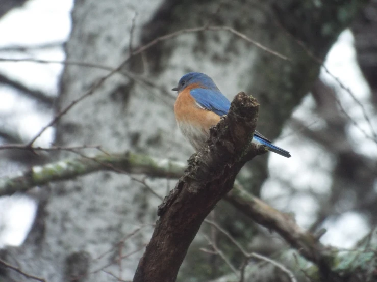 a bird sitting on top of a nch next to a tree