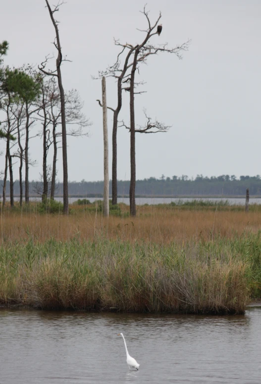 a heron standing in the grass near the water