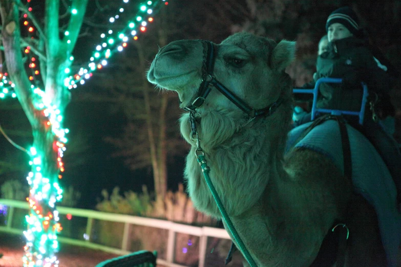 a camel standing on a fence with lots of christmas lights behind it