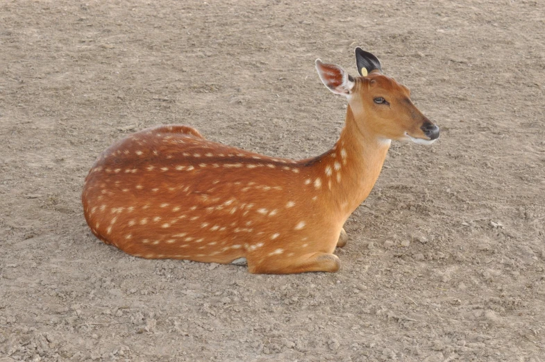 an deer sitting in a brown field during the day