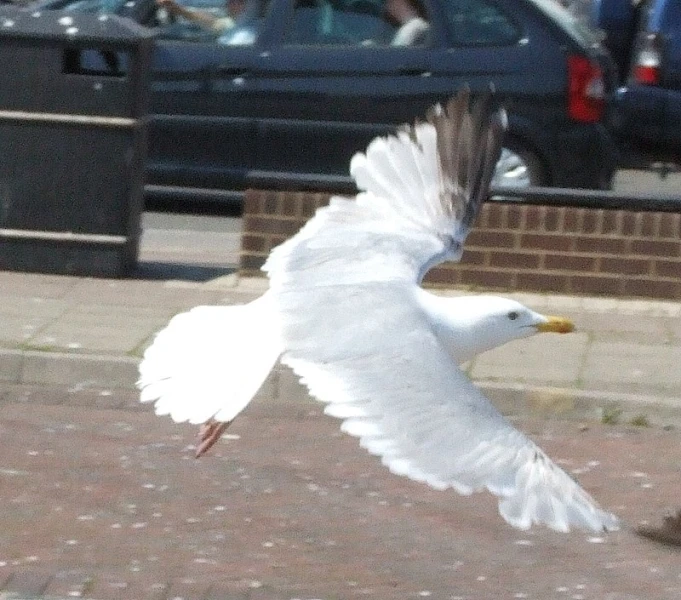 a seagull flying over a brick ground while other cars are parked