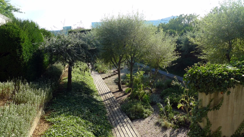 there are trees along the path between the hedges