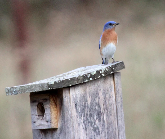 small bird perched on top of a wooden building