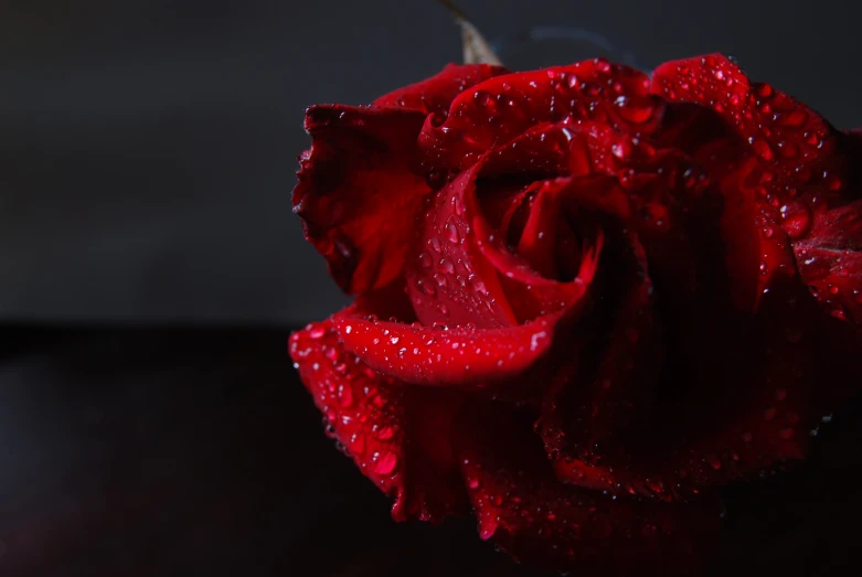 a close up of the center of a red rose