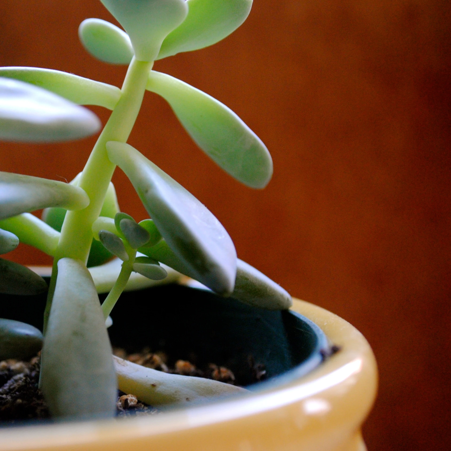 a small succulent plant that is sprouting up