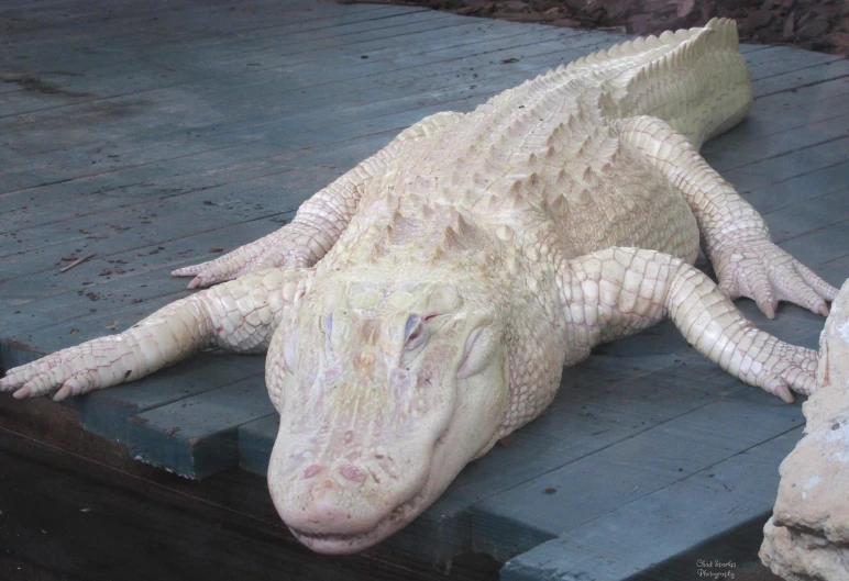 an alligator is resting on the steps of an enclosure