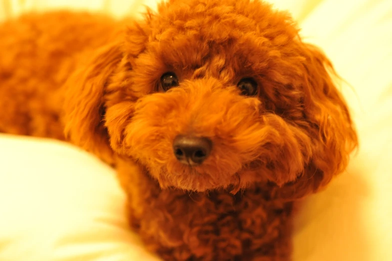 a brown dog is laying on a pillow