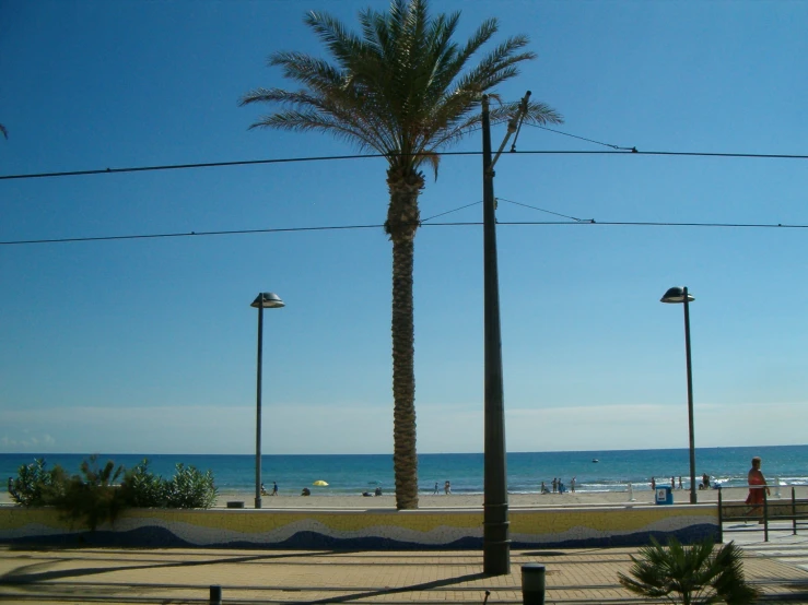 three palm trees on a city street with the ocean in the background