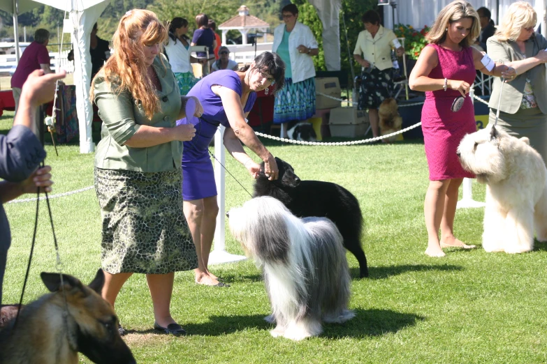 an animal being judged at a show or competition