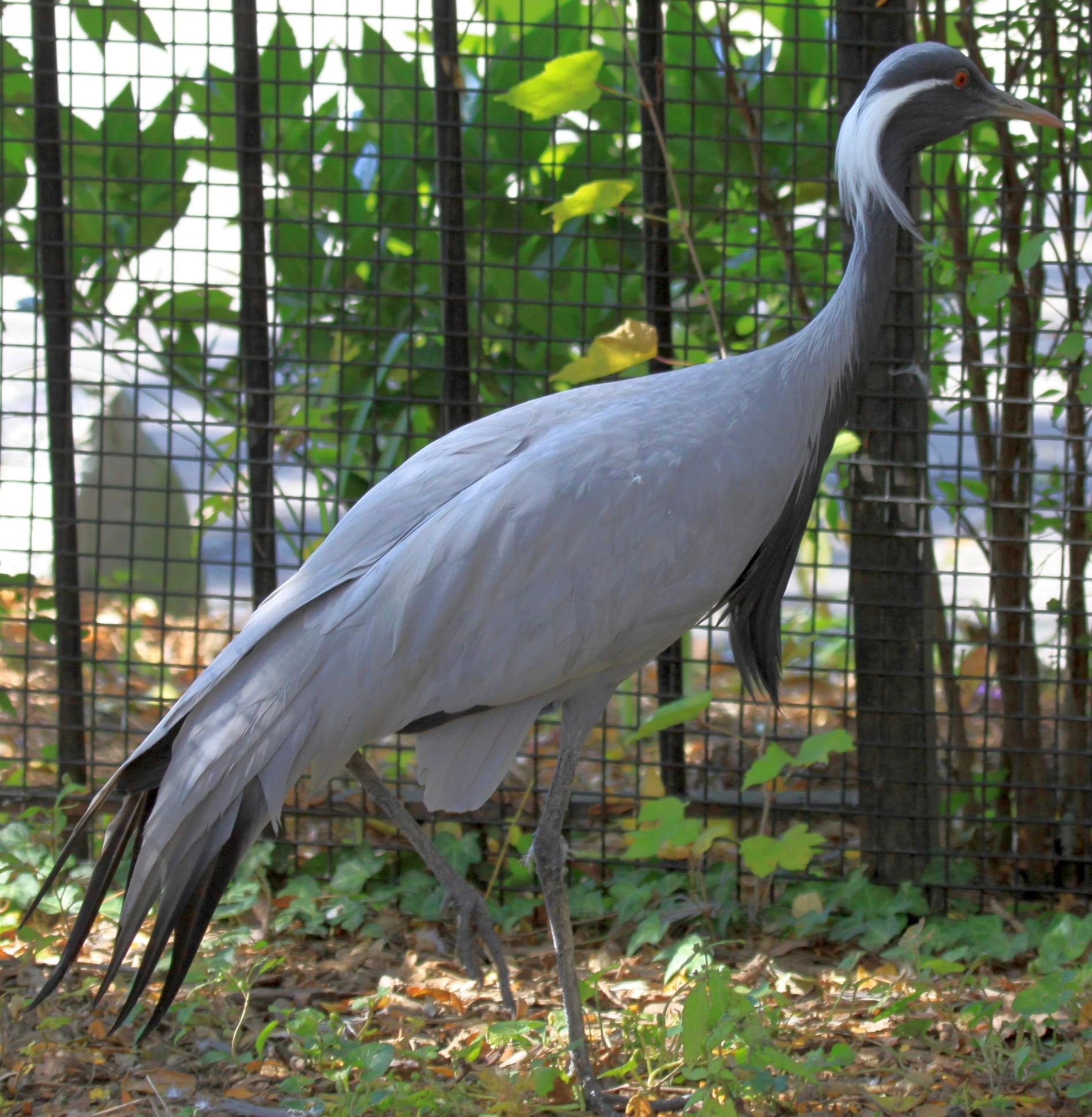 the bird has very large feathers and is standing near the gate