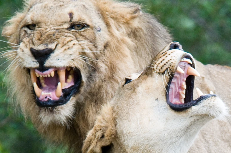 two lions with open mouths and a third roaring