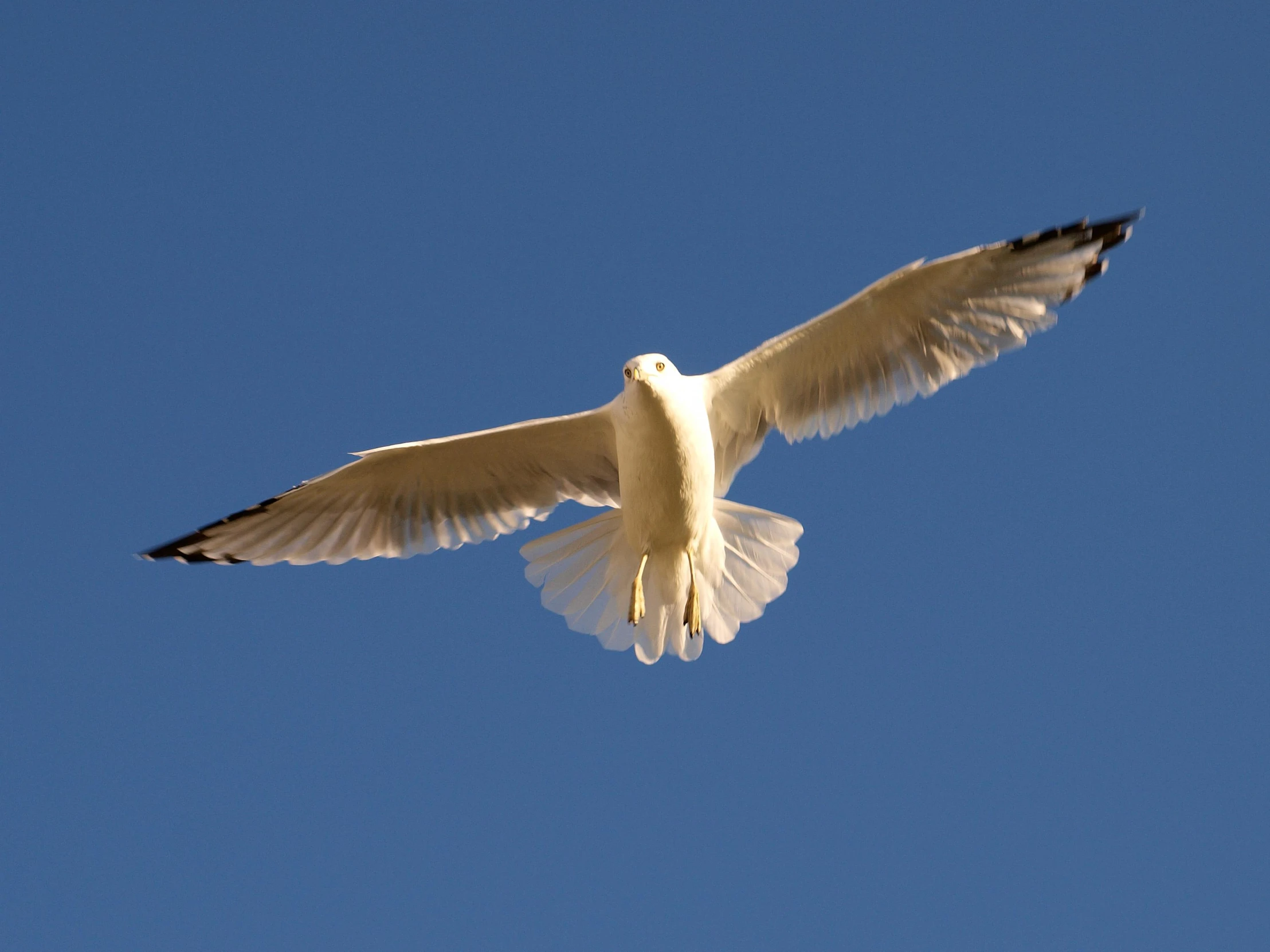 there is a bird that is flying in the sky