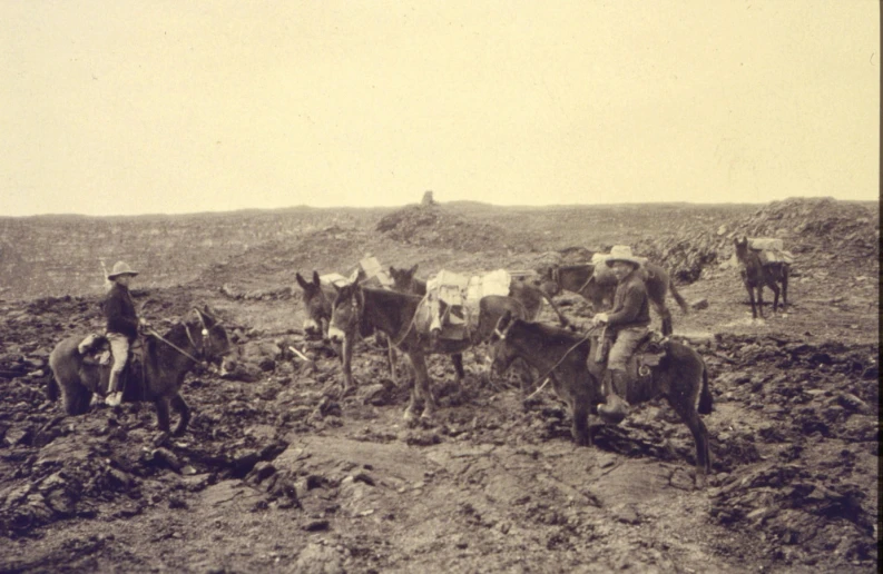 a black and white po with men working with cattle