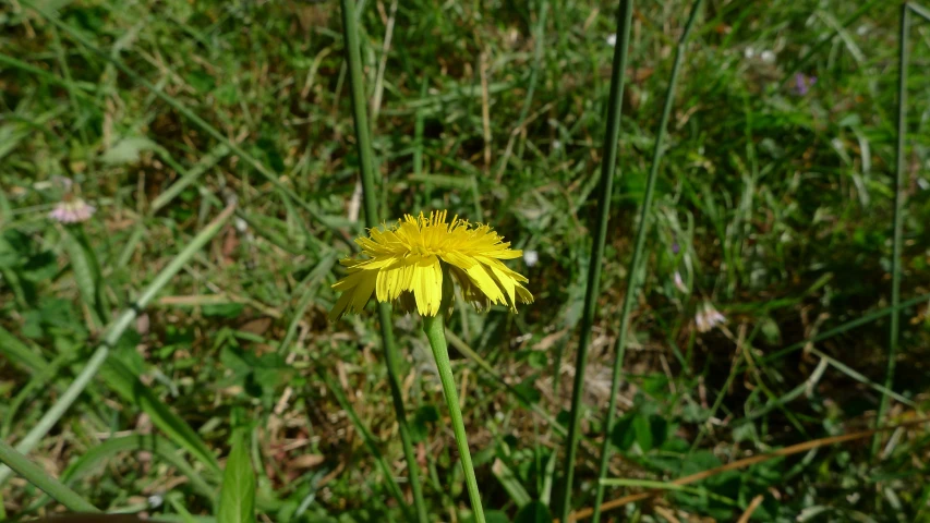 a close up of a yellow dandelion plant in grass